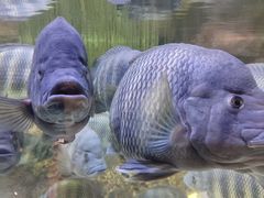 -上海海洋水族馆