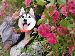 -秀丽东方