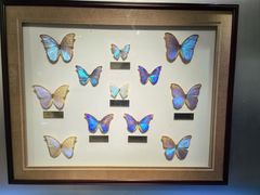 -上海昆虫博物馆