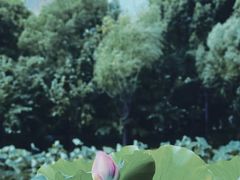 -陈家山荷花公园