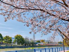 -高东镇樱花园