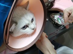 -安安宠医宠物医院·异宠·犬猫内科(岳阳分院)