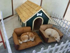 -上海崇明金茂凯悦酒店