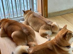 -是阿柴呀！柴犬咖啡·爱喵喵猫咖