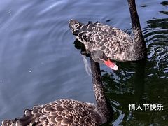 -广州动物园