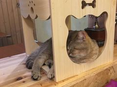 -猫色咖啡·猫咖