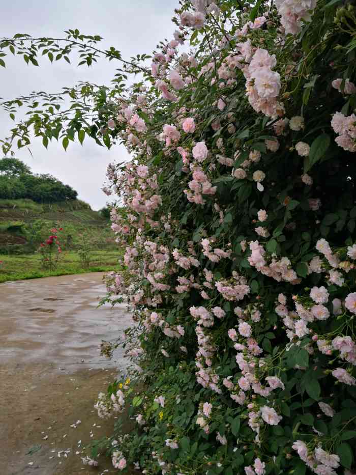 洛莎玫瑰园-"去年就知道了,不过知道晚了花期已过了～ .