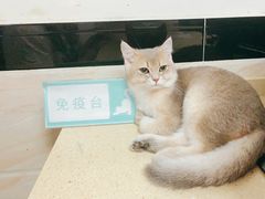 -安安宠医·安宠宠物医院