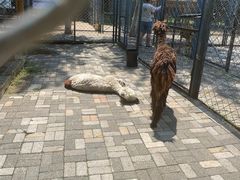 -长白岛森林公园