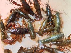 -同銮特种养殖场·龙虾垂钓