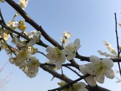-苏州上方山国家森林公园