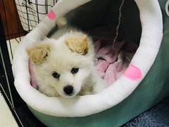 -派特宠物医院(圆融广场店)