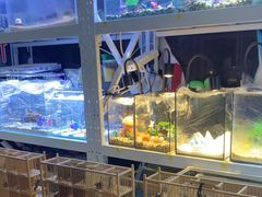 -保定市花鸟鱼虫市场