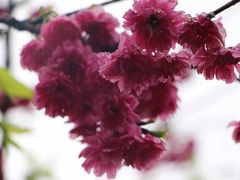 -天适樱花悠乐园