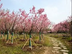 -梁鸿国家湿地公园