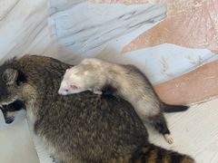 -浣熊柯尔鸭土拨鼠·电玩咖