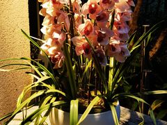 -申粤轩·手工点心·金牌烧味·经典粤菜(丁香花园店)