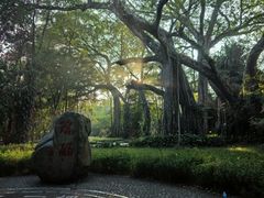 -瑞丽独树成林风景区