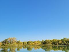 -金塔沙漠胡杨林景区