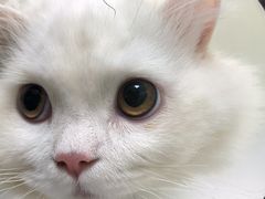 -瑞鹏宠物医院犬猫全科(真大分院)