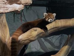 -绿色星球动物主题公园