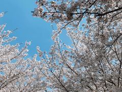 -高东镇樱花园