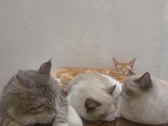 -猫友咖啡店(玉林西路店)