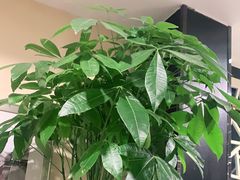 -皇城根·鲁菜济南菜·吊炉烤鸭·炒鸡鱼头(济南旗舰店)