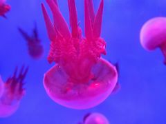-乌鲁木齐海洋馆