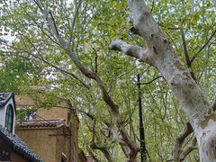 -一尺花园(安和花园店)