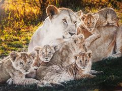 -罗红摄影艺术馆