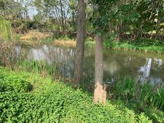 -上海长兴岛郊野公园