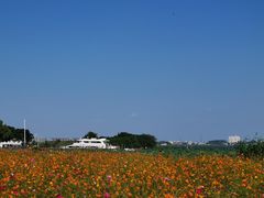 -莲花岛景区