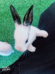 -萌宠亲子动物乐园(槐房万达店)