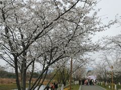 -长田漾湿地公园