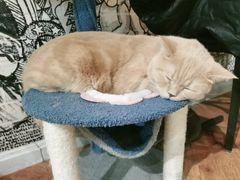 -猫小院猫主题餐厅(三里屯店)