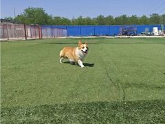 -宠物寄养训练学校