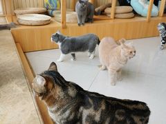 -Catmate·猫肥家润(金润铂宫店)
