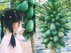 -南沙蒲洲花园