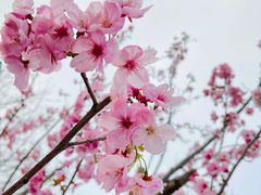 -顾村公园