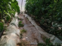 -甜心庄园·甜心草莓采摘园(西青中北店)