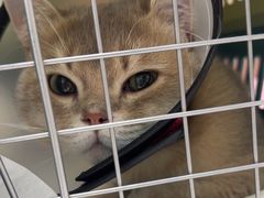 -宠颐生宠物医院·异宠猫科内科·诊疗中心宠巢店
