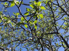-墨尔本皇家植物园