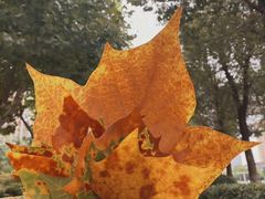 -时光花园(白鹭洲店)