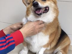 -爱侣·安琦尔宠物医院·中兽医针灸·心内科·狂犬免疫点(宝山区院)