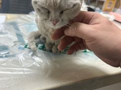 -瑞派宠物医院·24h·骨外科·皮肤科·全科宠物医疗转诊中心(沈阳浑南院)