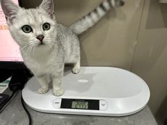 -四月宠物医院·猫专科·心脏专科·内科(转塘店)