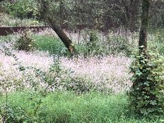 -西湖风景区-江洋畈生态公园