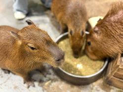 -Zoolung Zoolung动物主题公园(海信广场店)