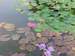 -国家植物园南园